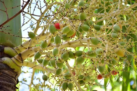 Bunches Of Normanbya Normanbyi Fruits Stock Photo At Vecteezy