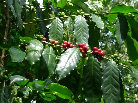 Recorre la Ruta del Café Pueblos Mágicos México Desconocido