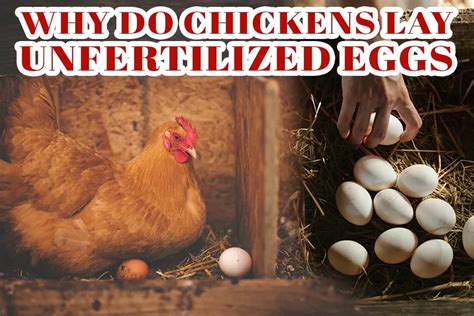 Why Do Chickens Lay Unfertilized Eggs The Answer Might Surprise You