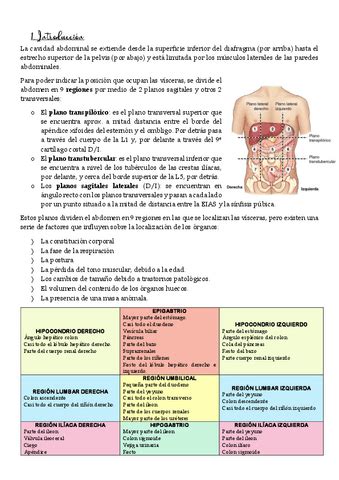 Abdomen Pdf