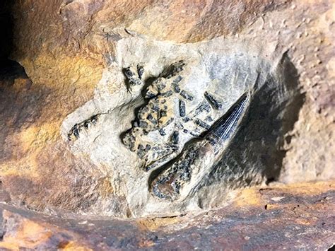 Plesiosaur Fossil Suggests It Regurgitated Inedible Parts The Asahi Shimbun Breaking News