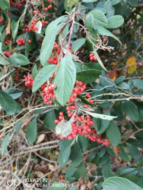 Cotoneaster Frigidus Illustrations Eflore Tela Botanica