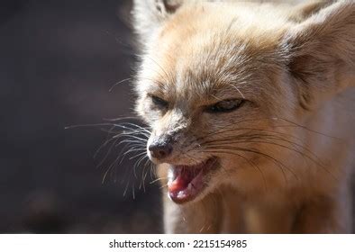 Fennec Fox Closeup Portrait Desert Stock Photo 2215154985 | Shutterstock