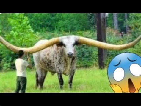 RAÇA DE GADO TEXAS LONGHORN A RAÇA DE DADO MAIORES CHIFRES DO MUNDO