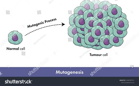 Proliferation Human Cancer Cell Due Mutagenesis Stock Vector Royalty