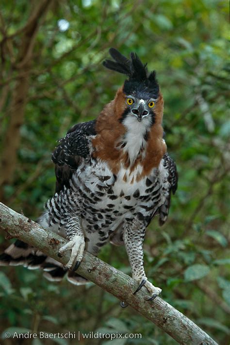 Ornate Hawk Eagle Spizaetus Ornatus WILDTROPIX ANDRE BAERTSCHI