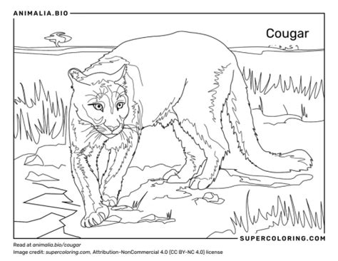 puma concolor coryi fatos dieta habitat  fotos em animaliabio