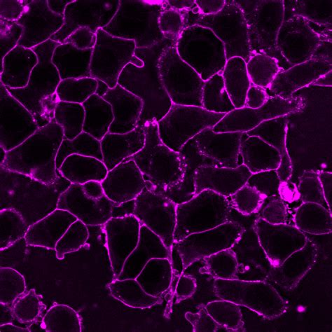 Cellbrite™ Fix Membrane Stains Atlantis Bioscience Pte Ltd