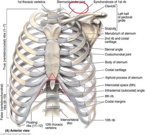 Anatomy Thorax Flashcards Quizlet