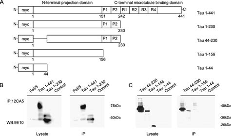 Identification Of The Tau Region Interacting With Fe A Schematic