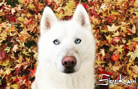 Son Husky Siberiano Con Ojos Marrones