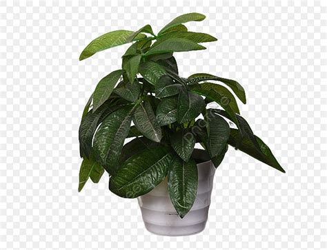 Plant Pots Png Transparent Potted Plants Vegetation Green Leaf Png