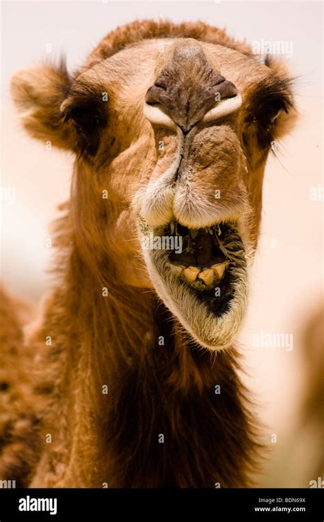 A Camel Seems To Be Smiling In A Close Up While Its Eating In The