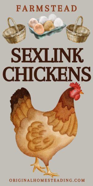 Guide To Sexlink Chickens Top Tips