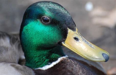 Mallard Duck Facts Habitat Diet Color Lifespan And Pictures