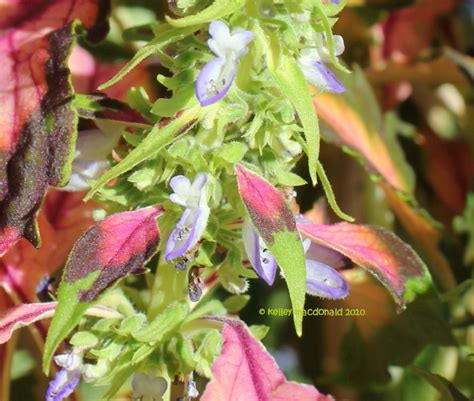 Plantfiles Pictures Coleus Flame Nettle Painted Nettle Beauty Of