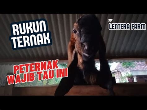 Rukun Ternak Ada Peternak Pemula Wajib Tau Ini Youtube