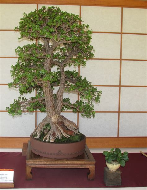 Jade Portulacaria Bonsai Colorado Rocky Mountain Bonsai Suiseki