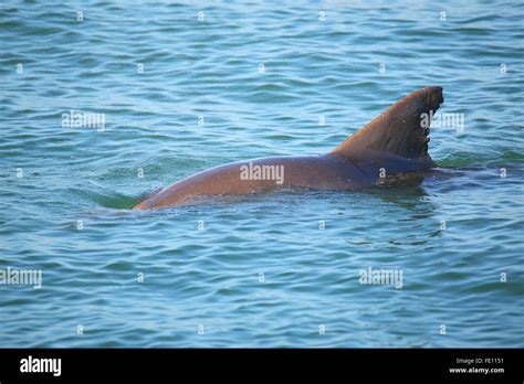 Common Bottlenose Dolphin Showing Dorsal Fin Near Sanibel Island In