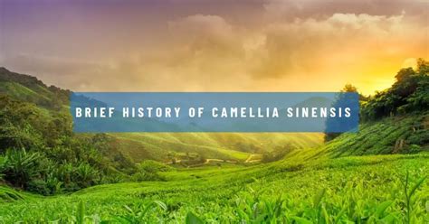 Camellia Sinensis Tea: Rich History, Benefits & Future