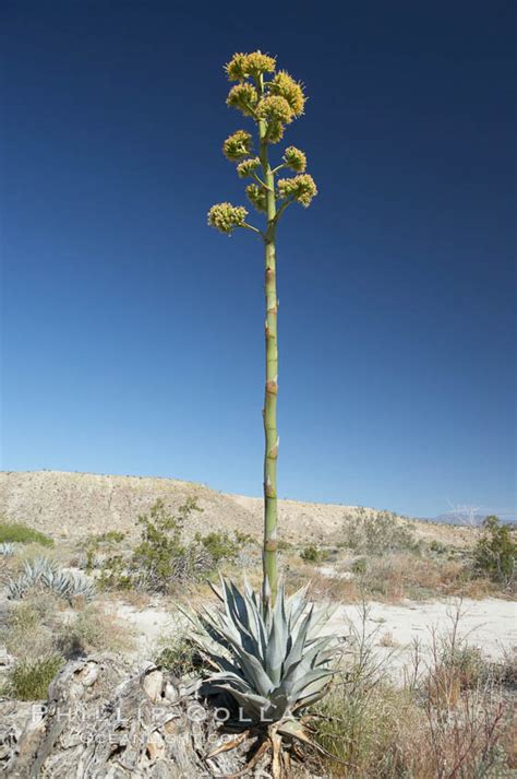 Desert Agave Agave Deserti 11555 Natural History Photography