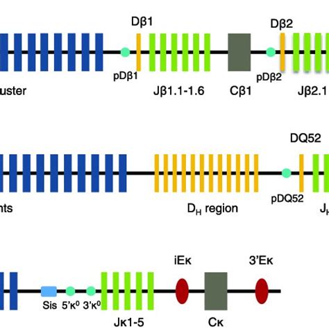 PDF Antigen Receptor Allelic Exclusion An Update And Reappraisal