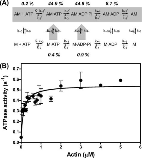 Model Of The Actin Activated Atpase Cycle Of Hum Md A Steady State