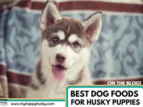 Husky Akita Mix The Complete Huskita Guide My Happy Husky