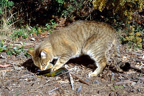 澳大利亚大规模捕杀野猫引发争议 纽约时报中文网