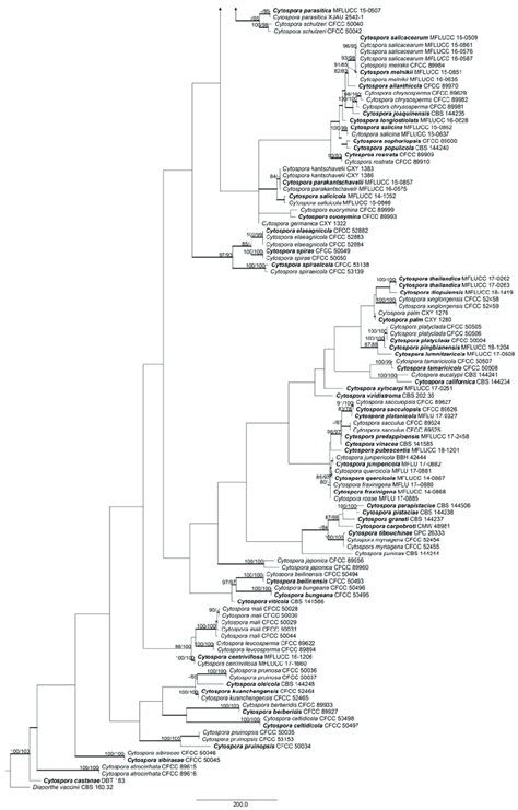 Phylogram Of The Best Parsimonious Tree Of Cytospora Based On Combined