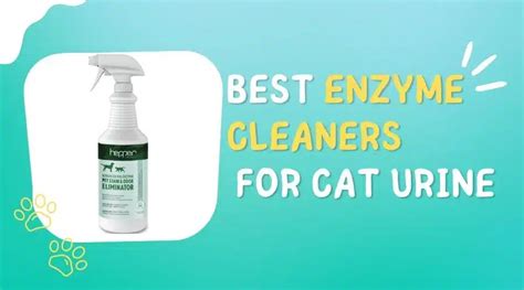 Best Enzyme Cleaners For Cat Urine For Stain And Odor