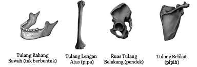 Pengertian Tulang Pipih Dan Jenis Jenisnya Beserta Fungsi Anto Tunggal