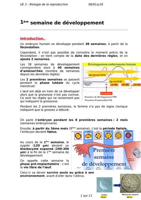 1ère semaine de développement 1 ère semaine de développement