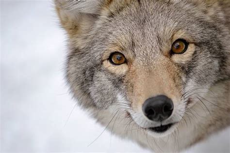 Coyote Snow Stock Photos, Pictures & Royalty-Free Images - iStock