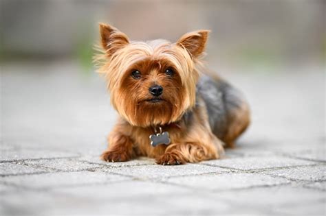 【獣医師監修】ヨークシャーテリアの性格は？特徴や飼いやすさ、飼い方のコツも紹介 コーナンtips