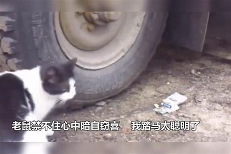 狡猾的老鼠躲在汽车轮胎上，以为猫咪看不见它，没过多久就悲剧了猫咪老鼠悲剧