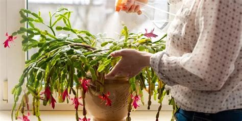 How To Prune Your Christmas Cactus