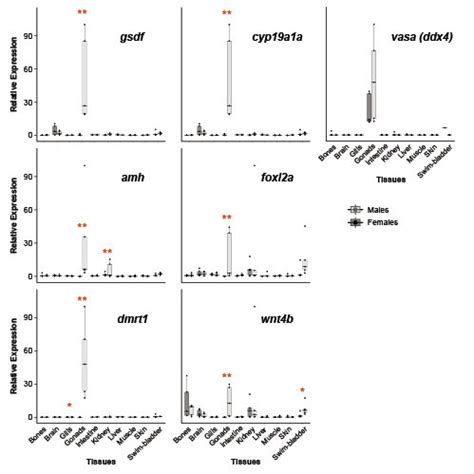 Tissue Specific Expression Patterns Of Gsdf Amh Dmrt Cyp A A