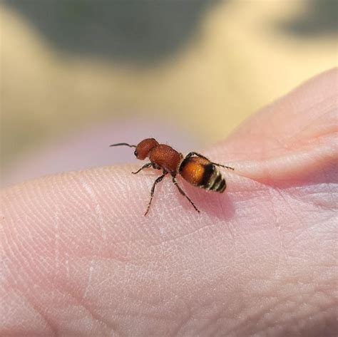 I Got This Little Velvet Ant To Sting Me 4 Times Cuz I Heard Their