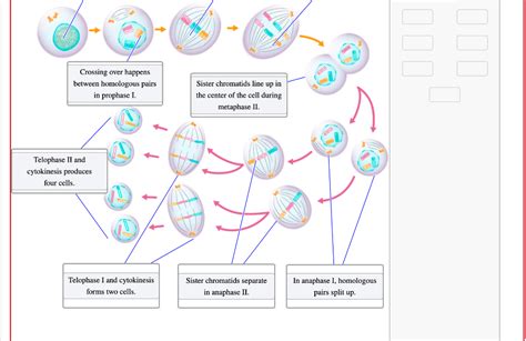 Solved Identify the stages of meiosis on the diagram. | Chegg.com