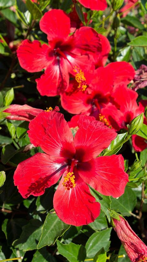 Hibiscus Wallpapers Top Free Hibiscus Backgrounds Wallpaperaccess