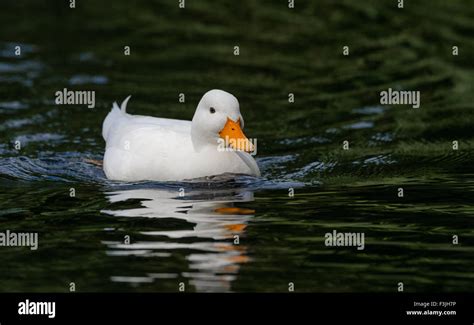 White Mallard duck the result of native Mallards breeding with domestic ...