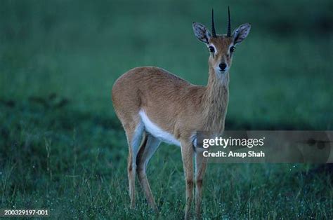 Oribi In Photos and Premium High Res Pictures - Getty Images