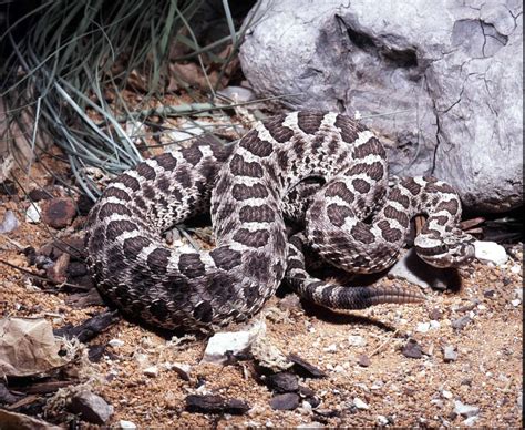 The Largest Rattlesnakes Ever Caught—Massive Serpents Spreading Across