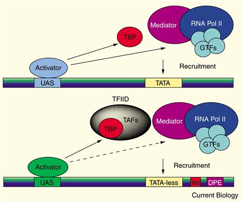 Transcription Activation Unveiling The Essential Nature Of TFIID