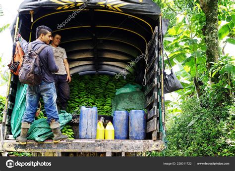 Banana Harvesting Buenavista Famous Landmark Colombia South America – Stock Editorial Photo ...