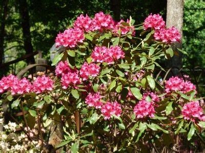 Rhododendron Fertilizer Schedule - When And How To Fertilize ...