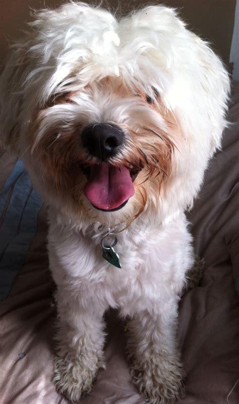 White Havanese Puppies