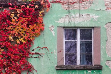 Premium Photo Close Up Of Ivy Growing On House