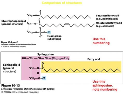 Sphingophospholipid Structure